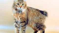 Bobtail kurilsky (foto): cat rusesc cu coada